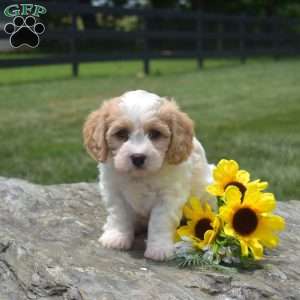 Frankie, Cavachon Puppy
